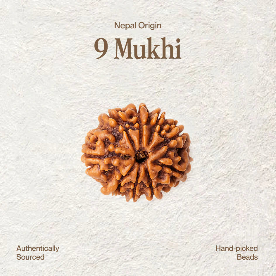 9 Mukhi Rudraksh