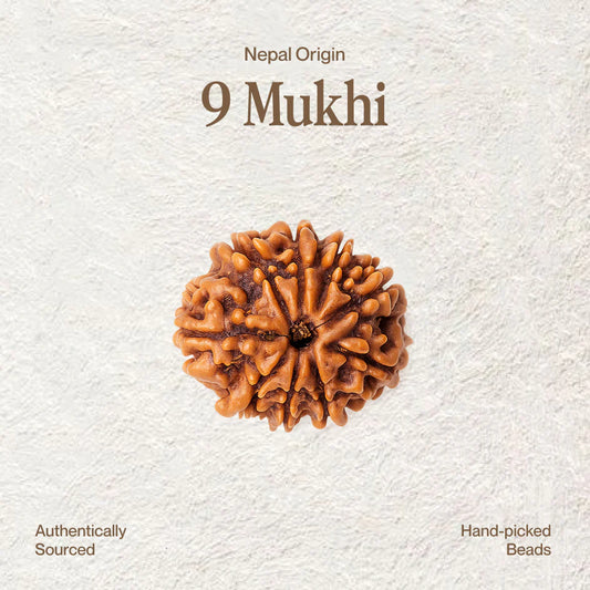 9 Mukhi Rudraksh