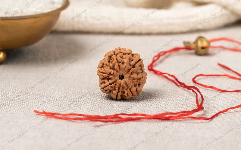 7 Mukhi Rudraksh