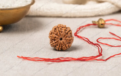 7 Mukhi Rudraksh