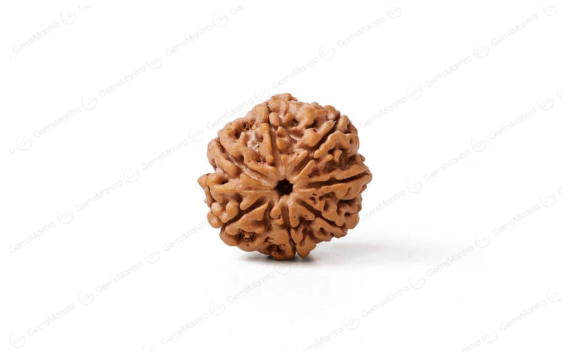 7 Mukhi Rudraksh